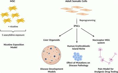Editorial: Mesenchymal and induced-pluripotent stem cells as models to study biological processes